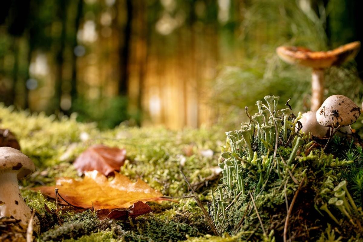 filmes de contos de fadas capa