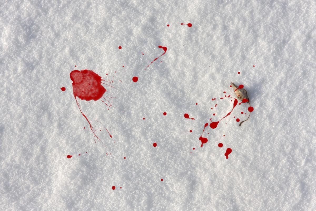 anatomia de uma queda: capa